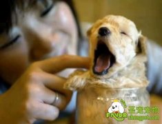 哪种狗狗比较容易饲养