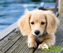 狗狗各个动作表示的含义