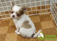 狗狗创伤的诊断和治疗方法