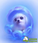 狗狗白内障疾病的诊断和防治方法