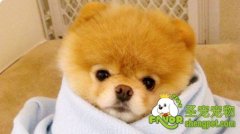 狗狗过冬养护秘技