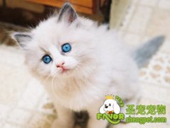 宠物猫牙齿护理五个步骤