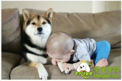 孩子养宠物也是有好处的