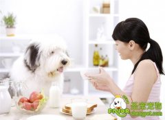 哪些食物可以提高狗狗的免疫力