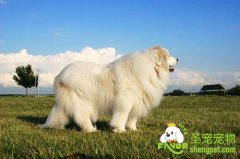 大白熊犬的体型特征