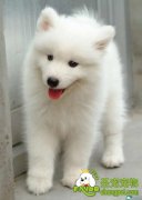 狗狗得了尿结石该怎么办