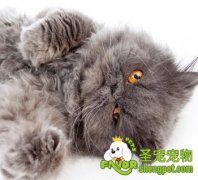 猫咪性格及磨爪的原因