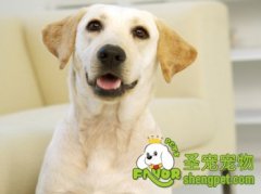 受训狗的类型及选择