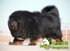 如何锻炼犬的胆量