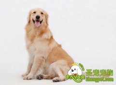 狗狗实物训练的注意事项