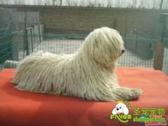 狗狗患发脓肿该如何治疗