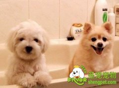 给狗狗洗澡的六个小窍门