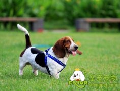 消除狗狗耳臭的方法