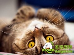 猫咪犯错后怎么教训印象深刻
