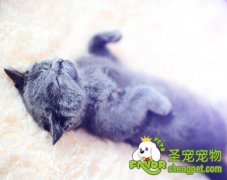 幼猫不同阶段喂食方法