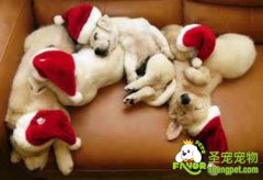 家里有幼犬时该如何照顾