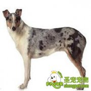 短毛柯利牧羊犬历史起源介绍