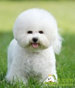 狗狗眼球脱出该如何治疗