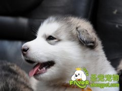 狗狗养护知识之仔犬