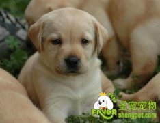 让狗狗安全过冬的方法