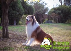 狗狗养护知识之成犬