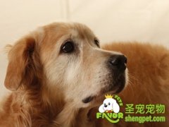 狗狗养护知识之老犬