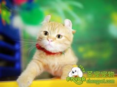 领养猫咪应具备的条件