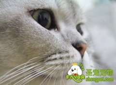 让猫咪远离牙结石的方法