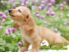 幼犬时期心理健康很重要