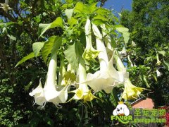 哪些植物狗狗吃了有害