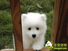 是什么原因让狗狗乖乖听话受训练