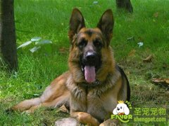 狗狗得了青光眼该如何治疗