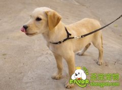 狗狗的十大心理特征（一）