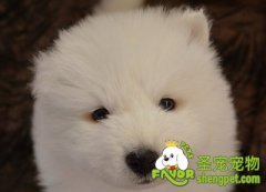 狗狗通常有哪些寄生虫