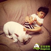 如何处理狗狗和孩子之间的关系