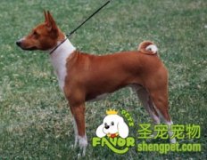 冠军狗是如何繁殖出来的