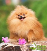 如何防止狗狗患上“节日病”