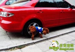 防止狗狗尿在轮胎上的小窍门