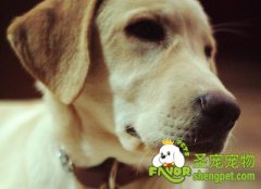 狗狗的星座和性格你知道吗?