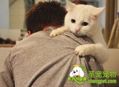 新手饲养猫咪指南