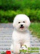 狗狗眼睛该如何护理