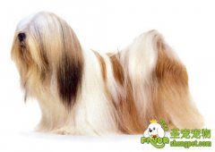 狗狗背痛一定要重视起来