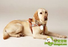 服务犬给人类的健康带来的好处有哪些