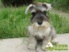 刚买回家的犬猫能打疫苗吗