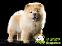 过节谨防宠物患春节忧虑症