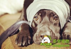 必须掌控的狗狗3种心理