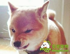 狗狗的7种重要情感表达