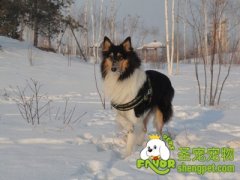 雪天遛狗注意事项