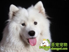 喂狗狗鸡蛋的学问