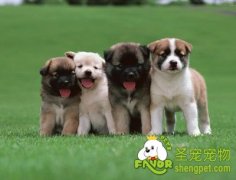 怎样让狗狗们之间和睦相处